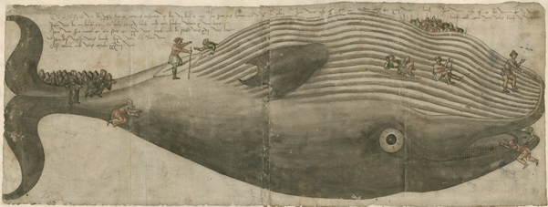 16de-eeuwse tekening van vinvis