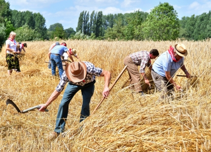 Oogstfeest De Pikkeling - mannen oogsten graan op traditionele manier