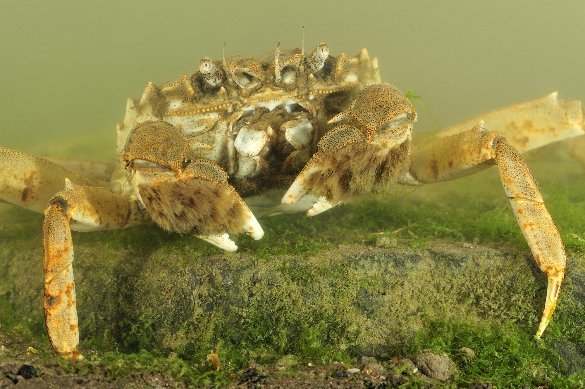 Chinese mitten crab (Yves Adams - Vildaphoto)