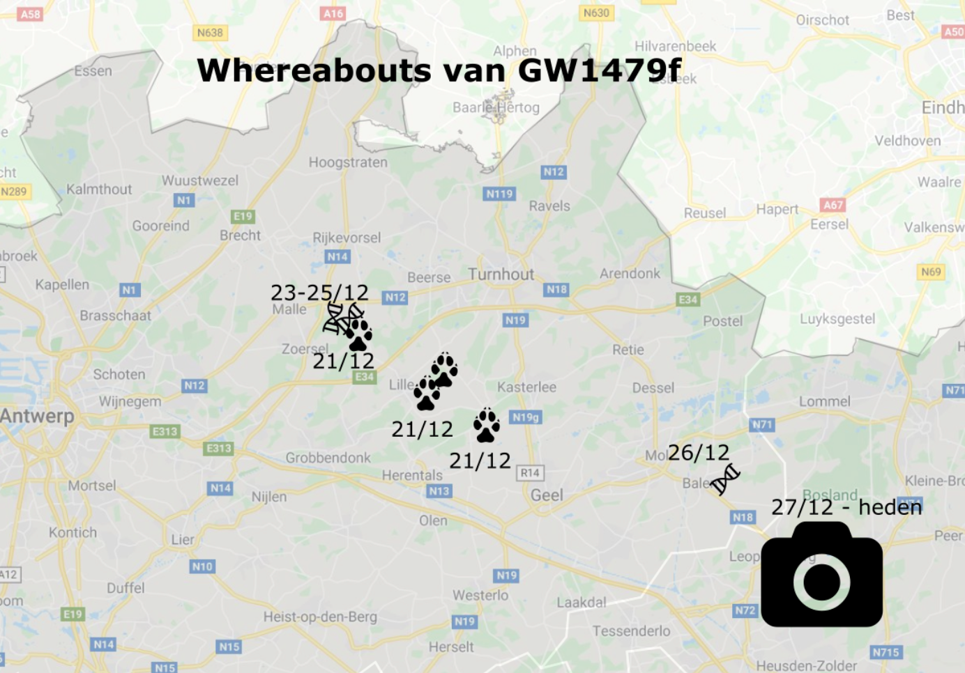 Waarnemingen wolf GW1479f in Vlaanderen