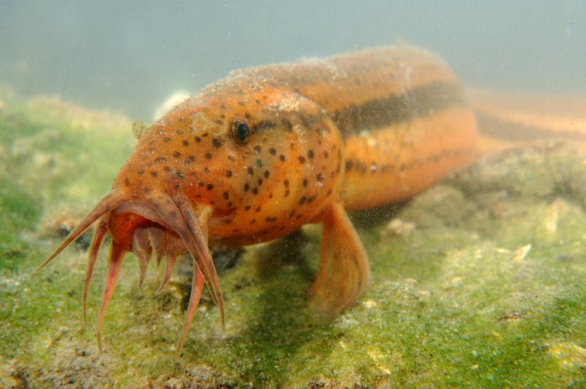 (foto Rollin Verlinde - Vildaphoto)