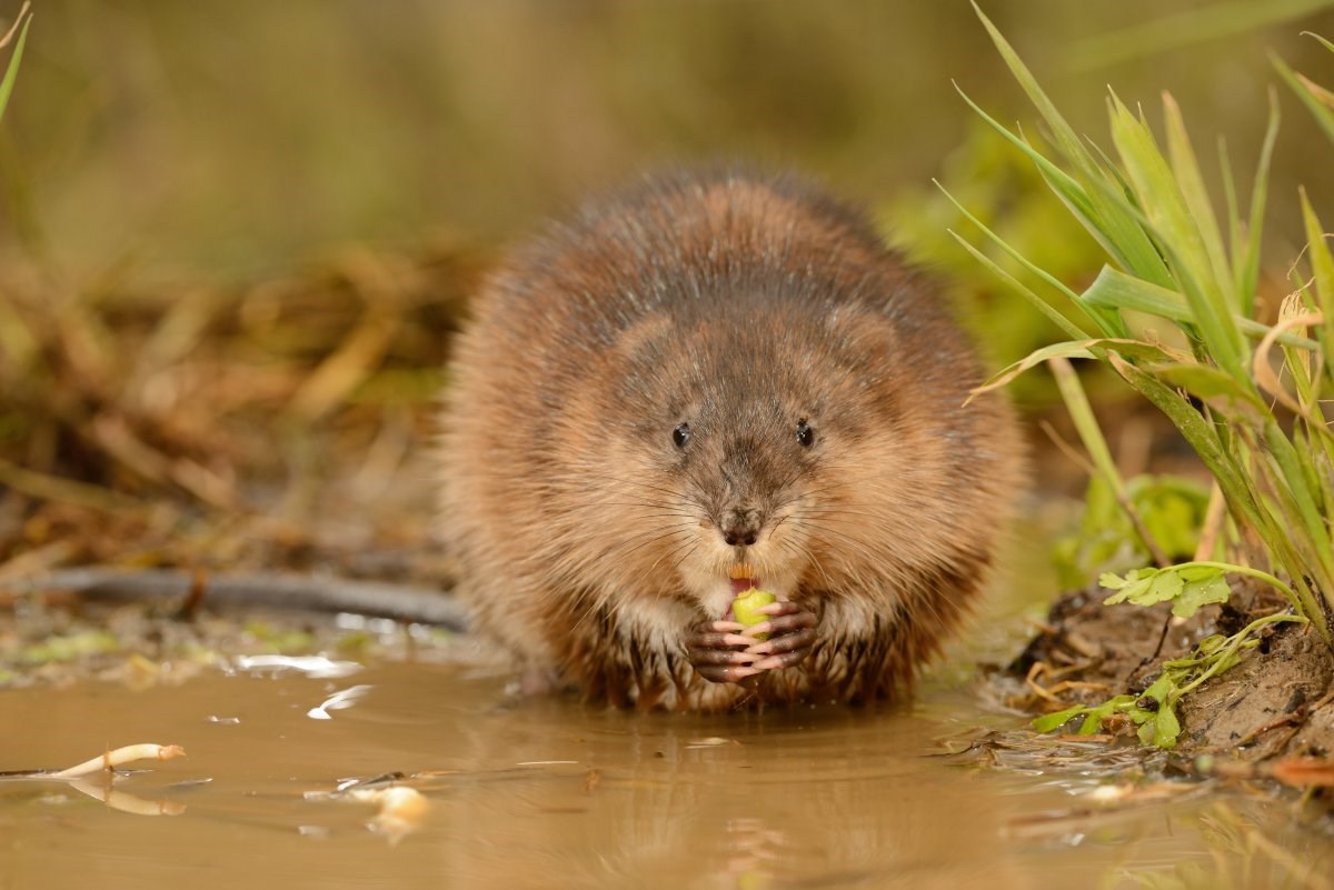 Muskusrat (Rollin Verlinde - Vildaphoto)