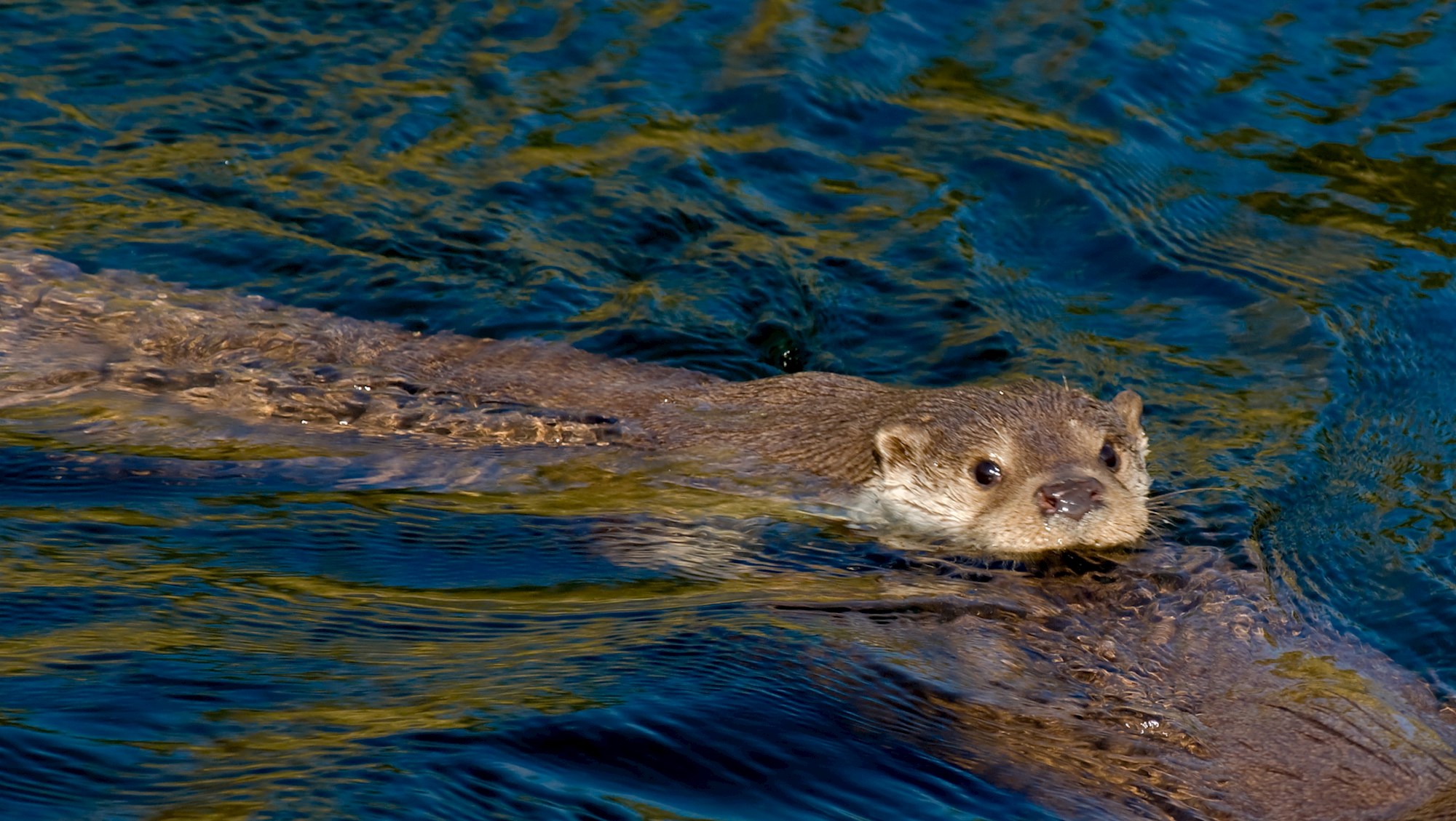 Eurasian otter (Las Soerink-Vildaphoto)