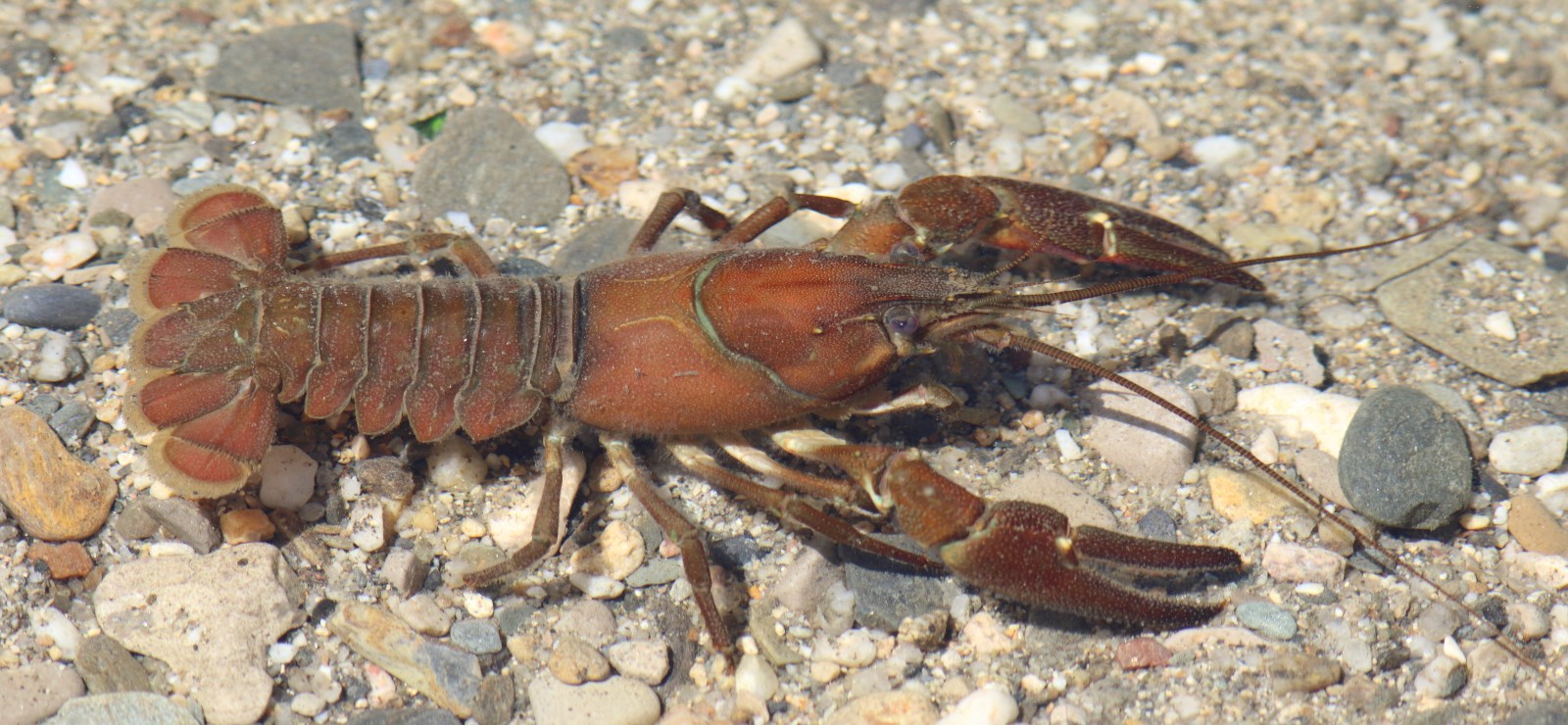 Californian signal crayfish (photo Geert De Knijf)