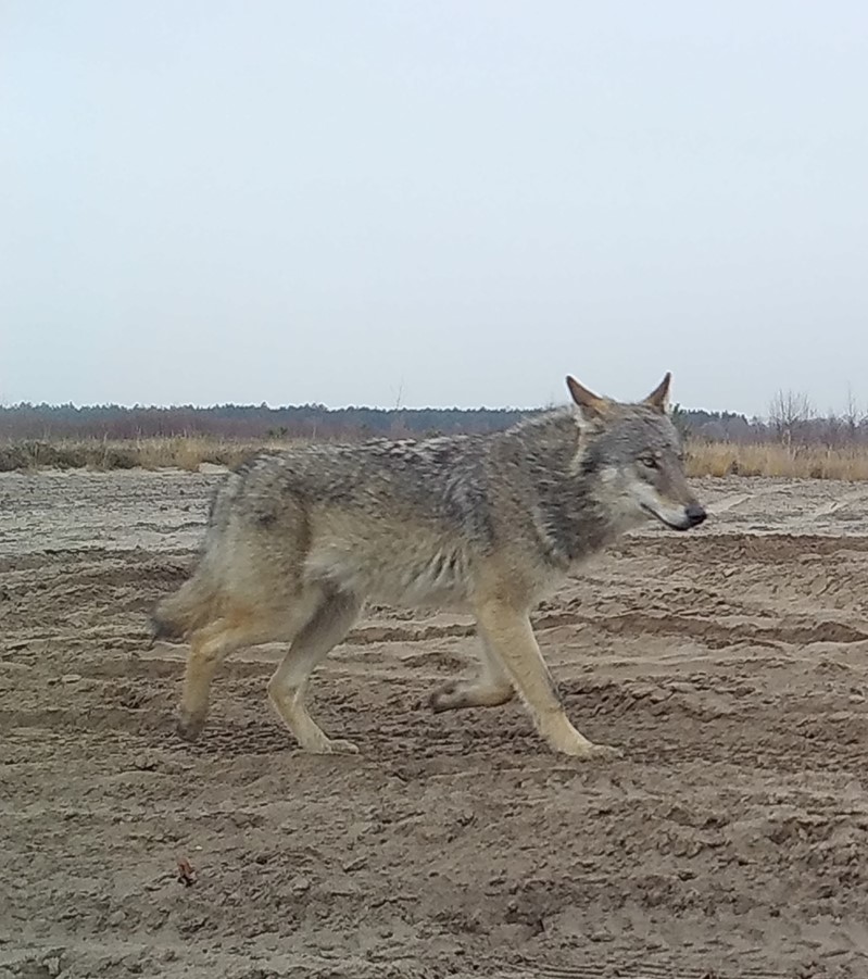 Een van de jonge wolven op 11 december 2020 (foto INBO/Natuur en Bos)