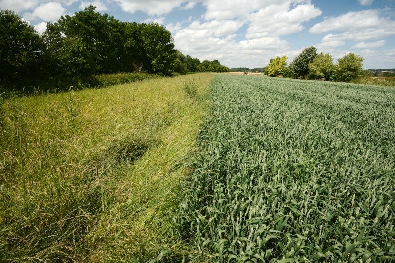 Botanically managed field edge (Jeroen Mentens - Vildaphoto)