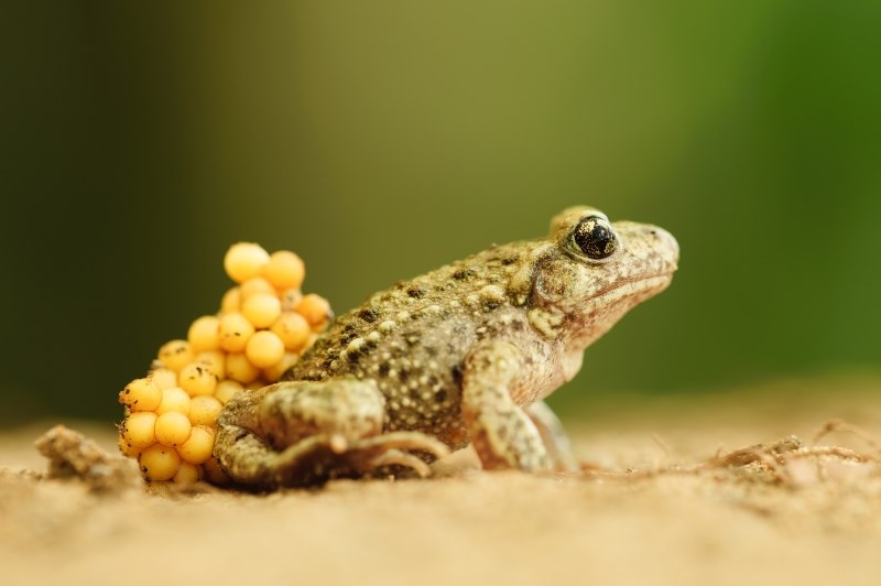Common midwife toad (photo Lars Soerink - Vildaphoto)