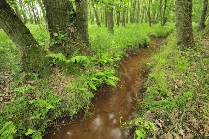 Zwarte Beek (photo Yves Adams - Vildaphoto)