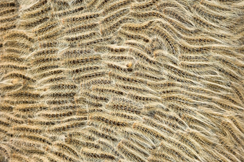 Oak processionary (Yves Adams - vildaphoto)