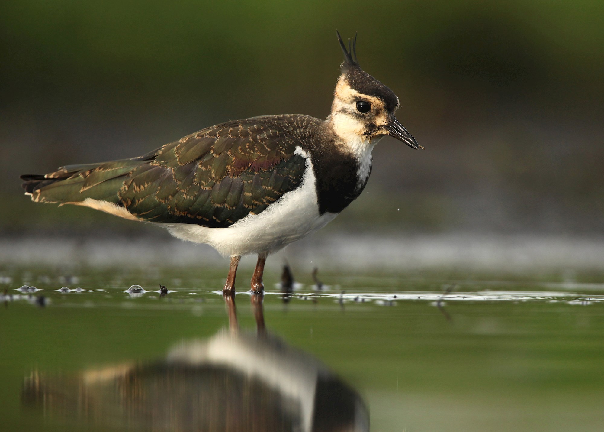 Kievit (Glenn Vermeersch)