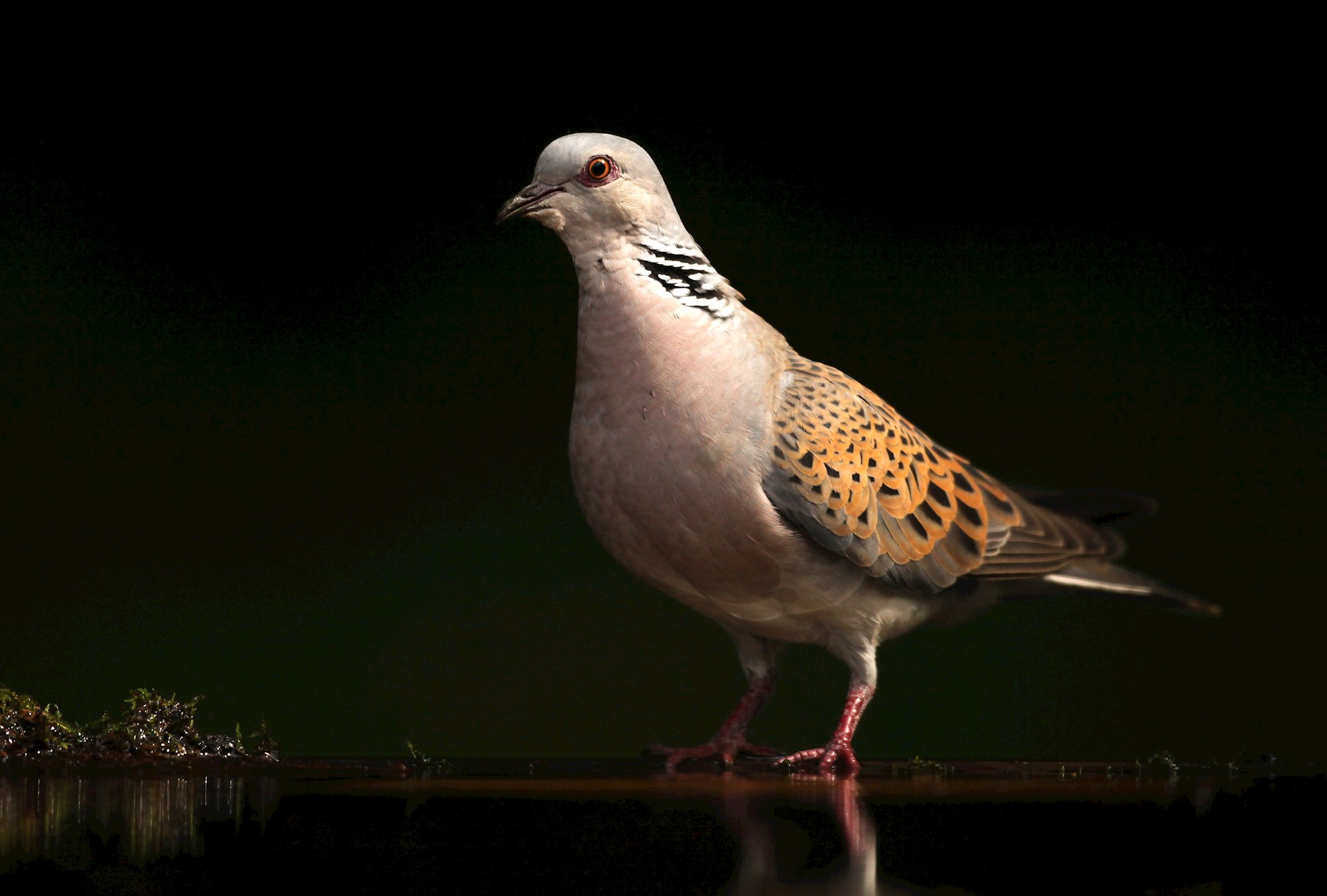 Eurasian collared dove (Glenn Vermeersch/INBO)