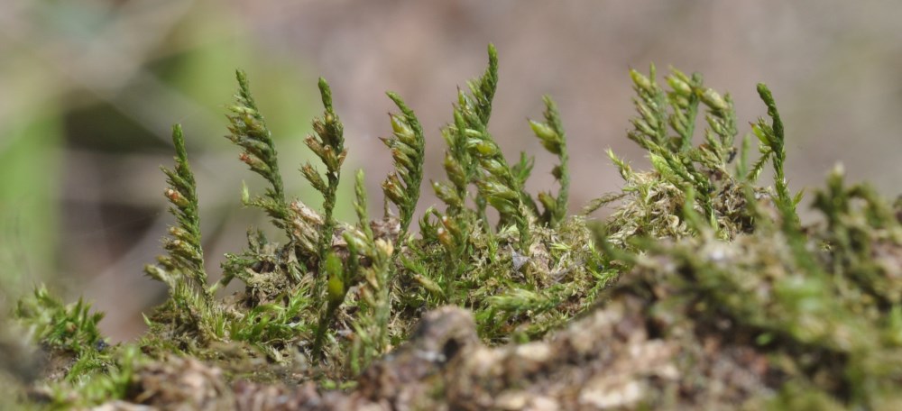 Cryphaea heteromalla (Wouter Van Landuyt - INBO)