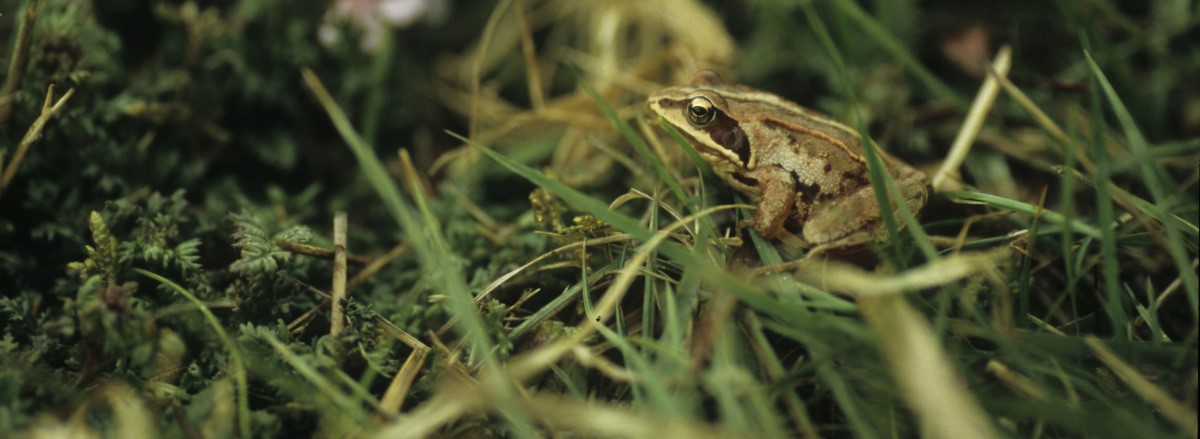 Moor frog (Rana arvalis) (photo Joachim Mergeay, INBO)