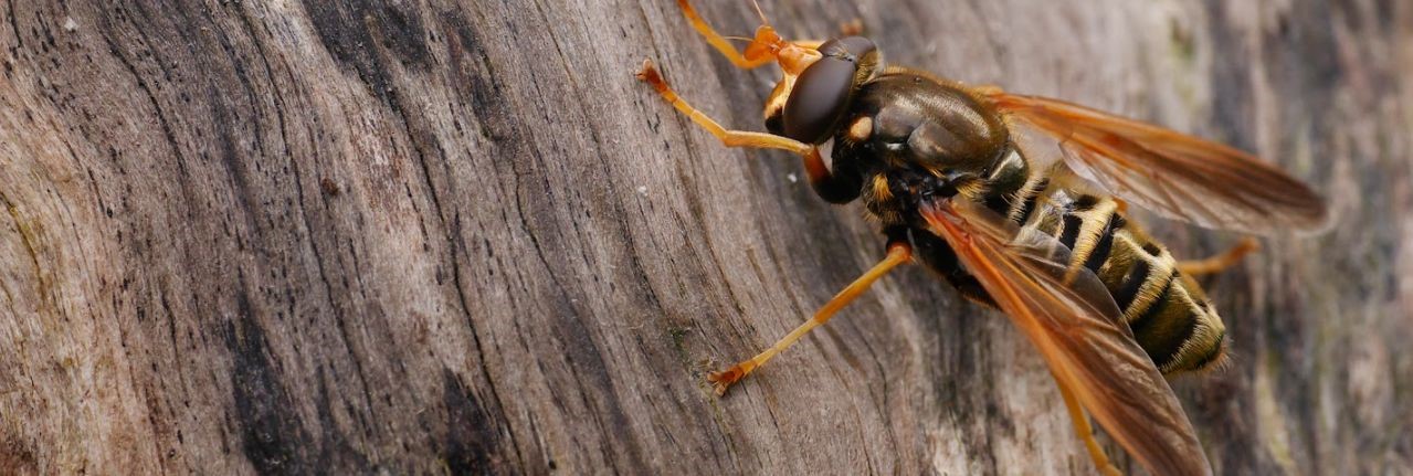 Leucozona glaucia (photo Frank Vassen)