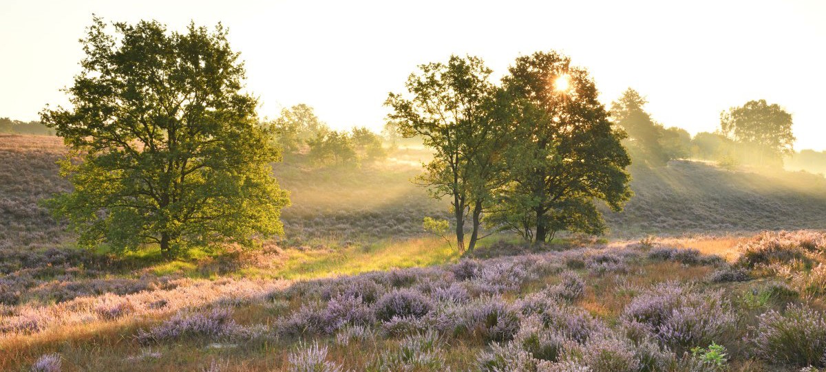 Mechelse Heide (foto Yves Adams - Vildaphoto)