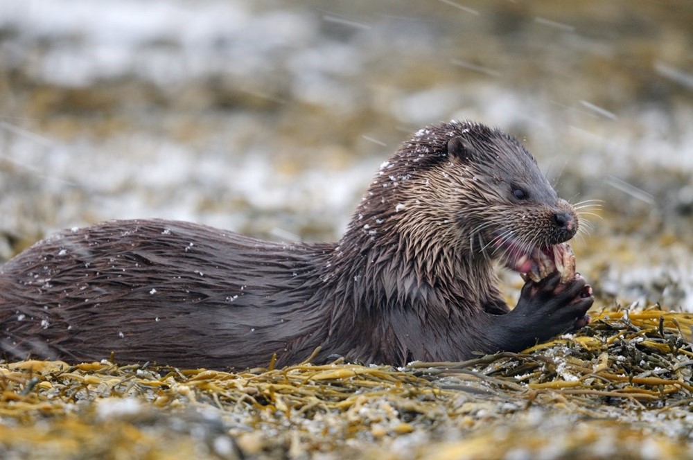 Otter (foto Yves Adams / Vildaphoto)