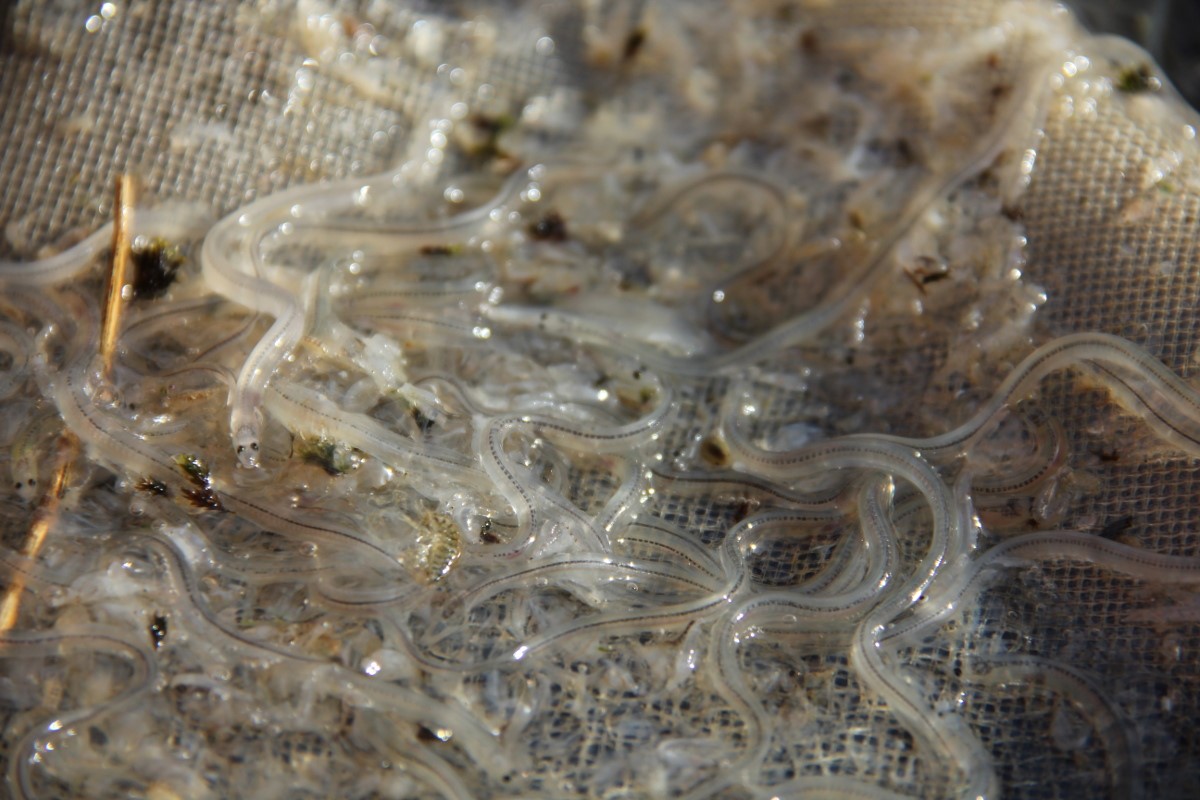 Glass eel (photo INBO)