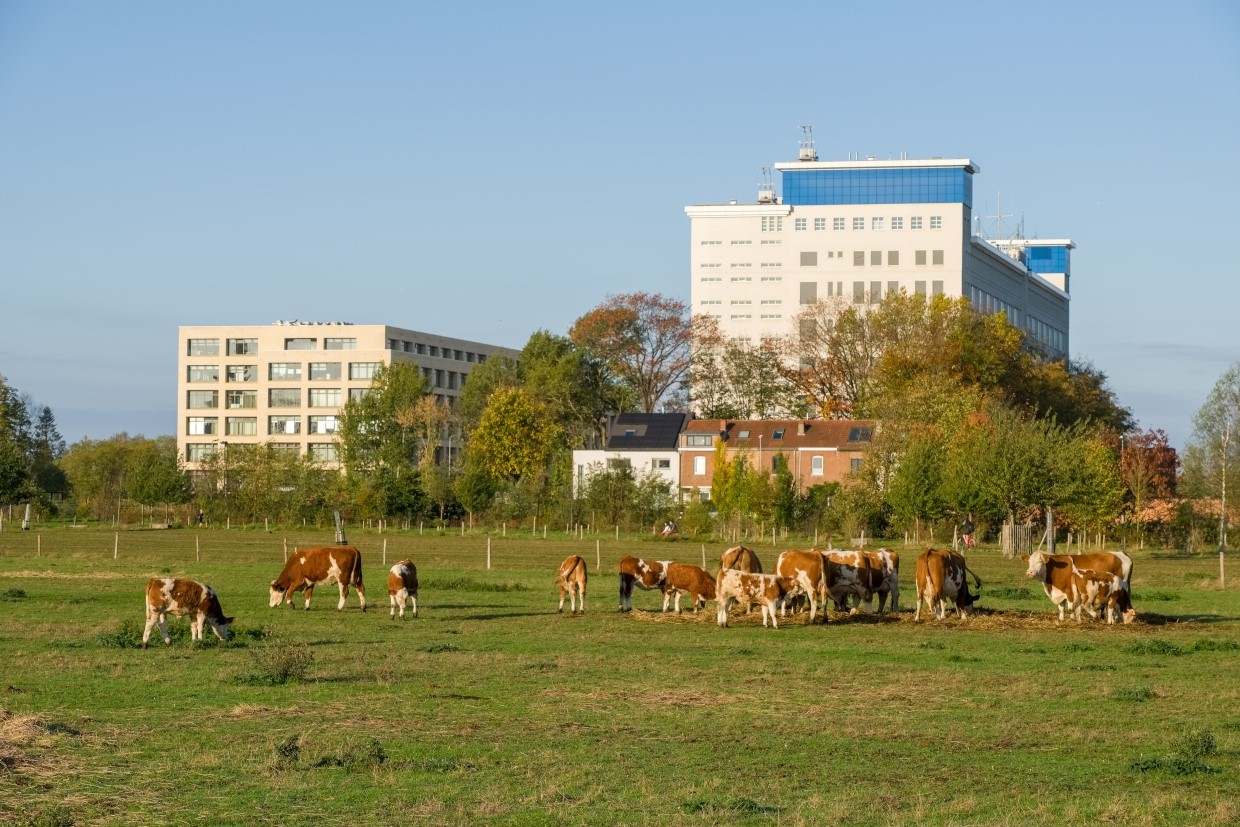 Cattle at the city border (photo Jeroen Mentens - Vildaphoto)