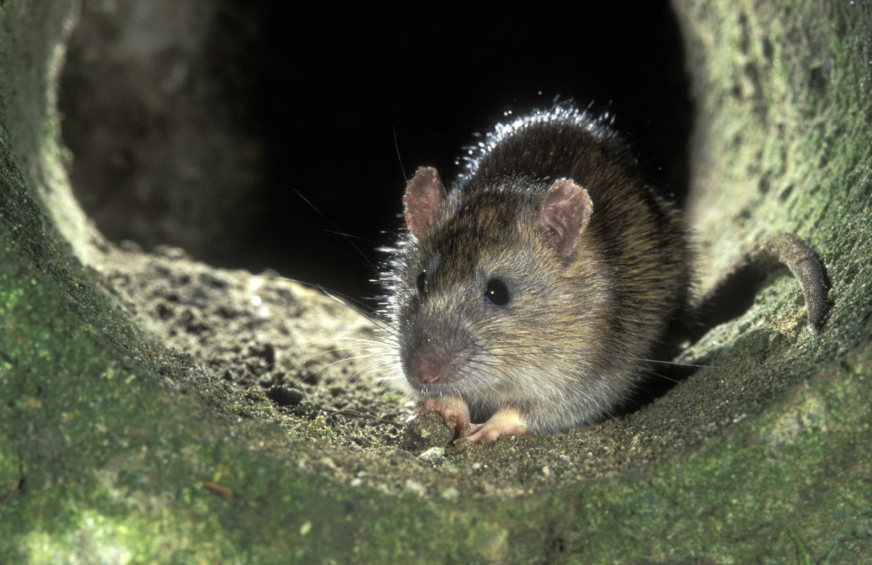 Bruine rat (foto Rollin Verlinde - Vildaphoto)