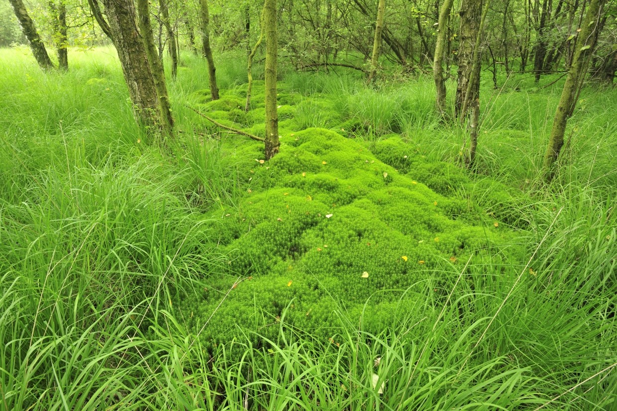 Zwarte Beek (foto Yves Adams - Vildaphoto)