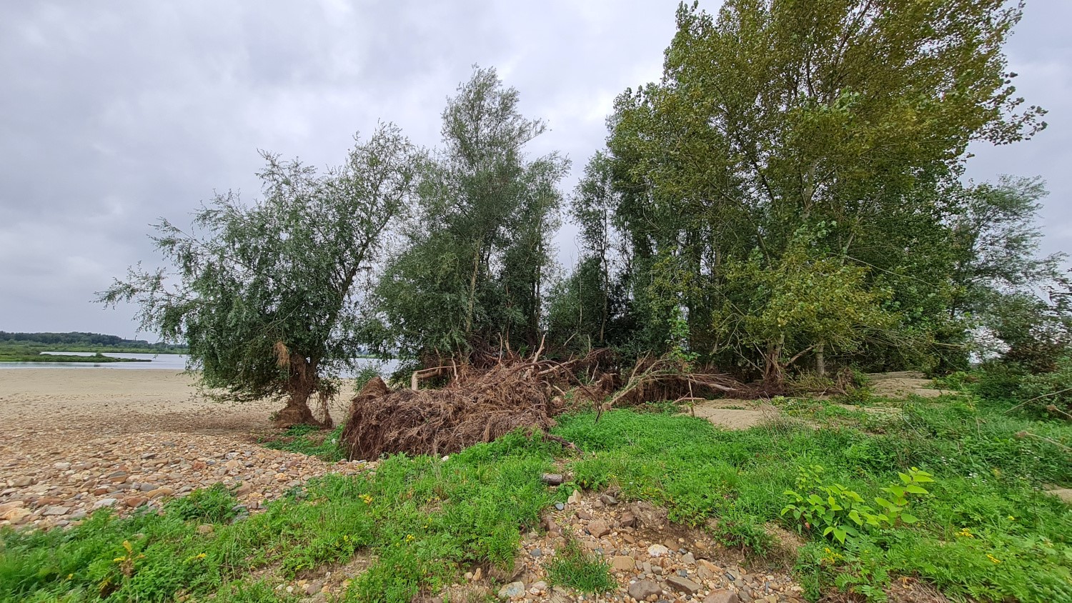 De Maas twee maanden  na het hoogwater van juli 2021: gekraakte bomen en grootschalige afzettingen van zand en grind (foto INBO)
