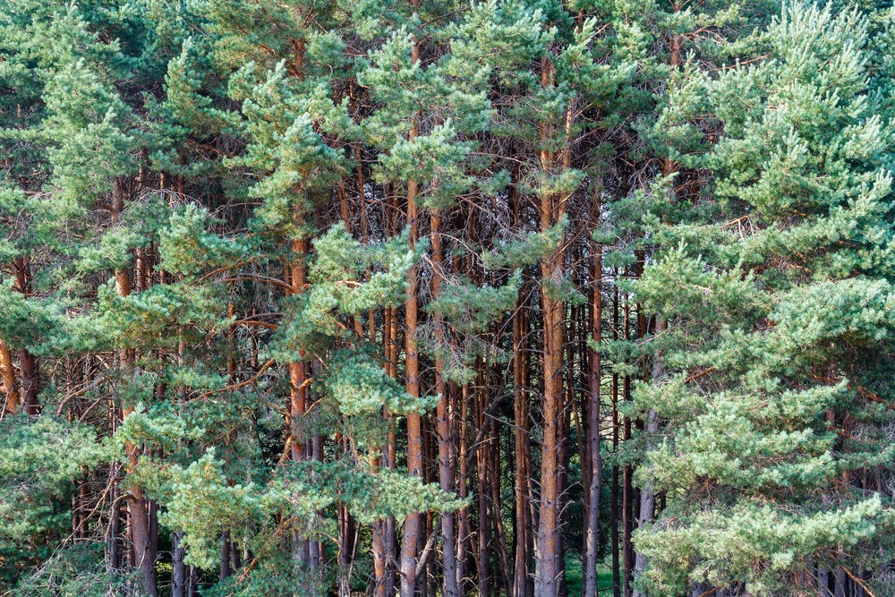 Scots pine (photo Shutterstock)