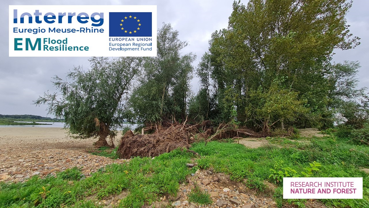 The Meuse two months after the July 2021 floods: cracked trees and large-scale deposits of sand and gravel (photo INBO)