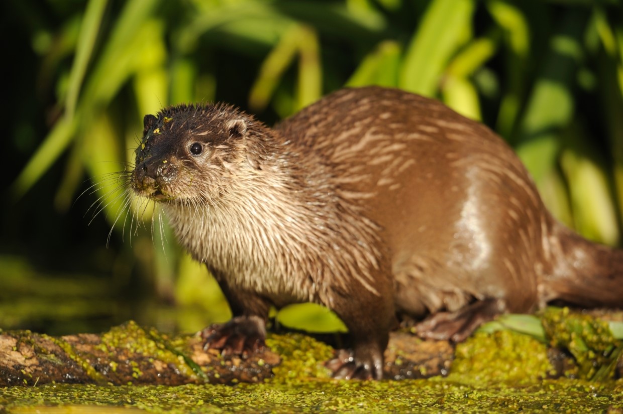 Otter (foto Yves Adams - Vildaphoto)
