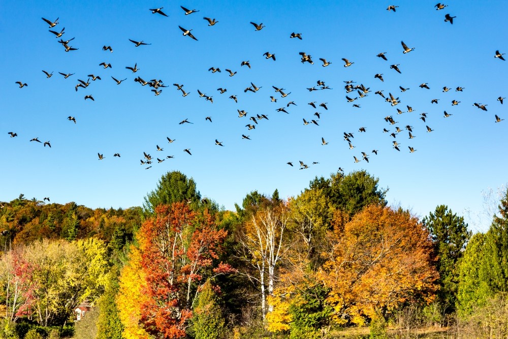 (Canadese ganzen, Shutterstock)