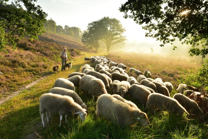 Schaapsherder op de Mechelse Heide (foto Yves Adams - Vildaphoto)