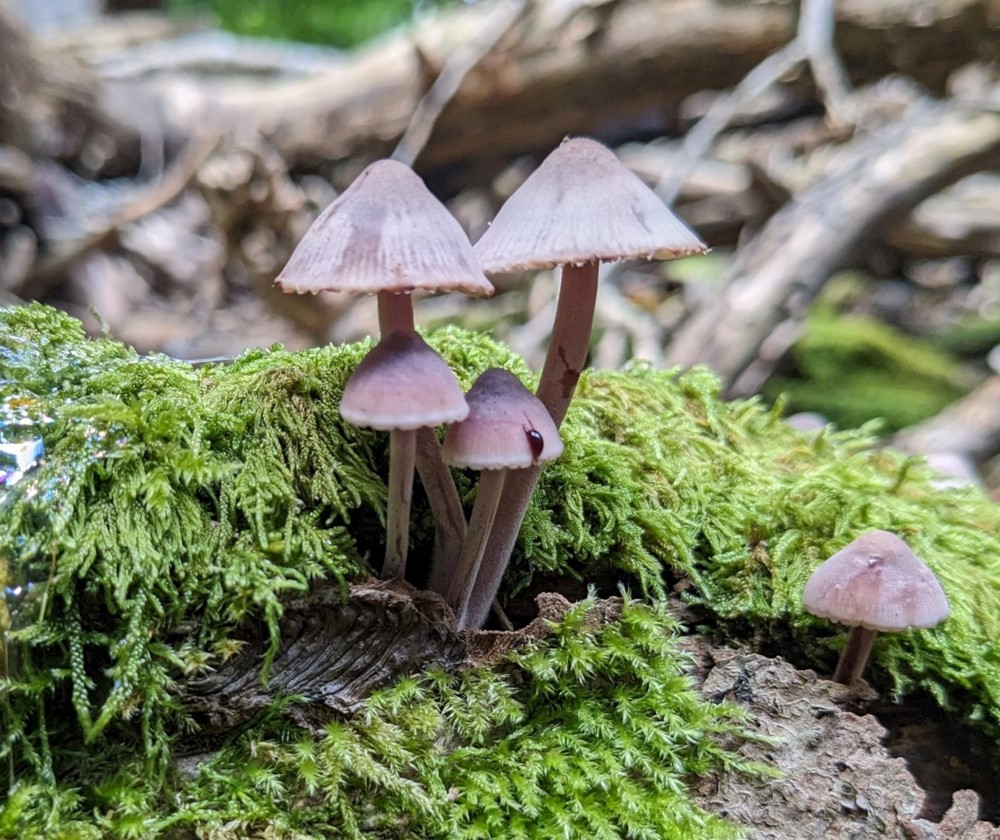 Grote bloedsteelmycena