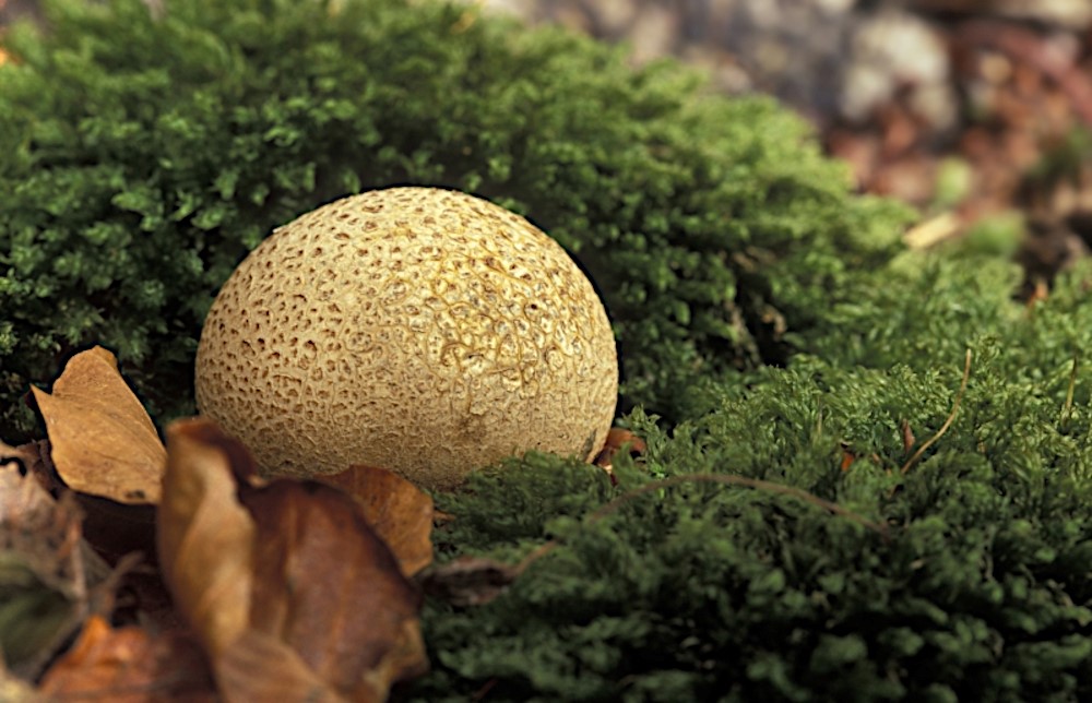 Gele aardappelbovist