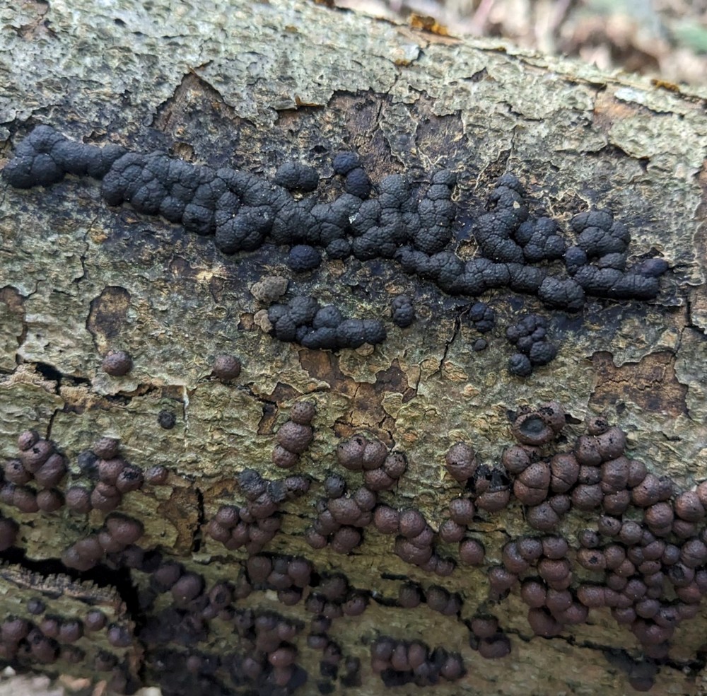 Roestbruine kogelzwam