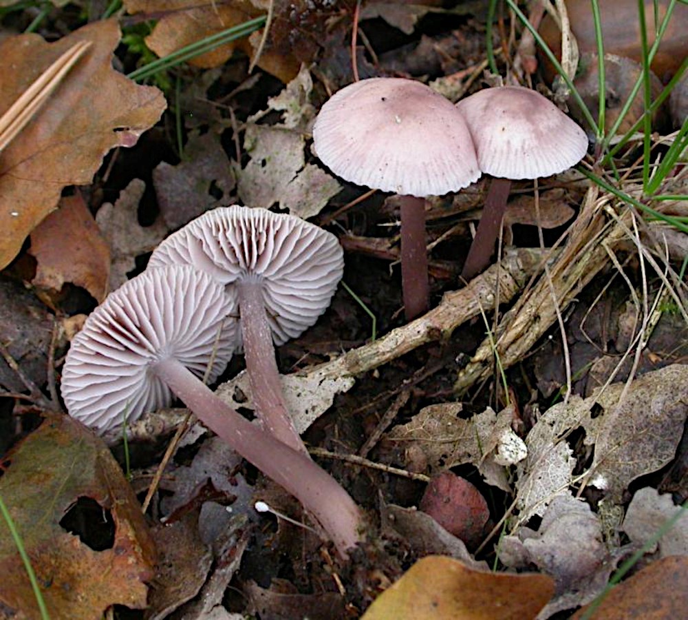 Gewoon elfenschermpje (foto Wim Veraghtert)