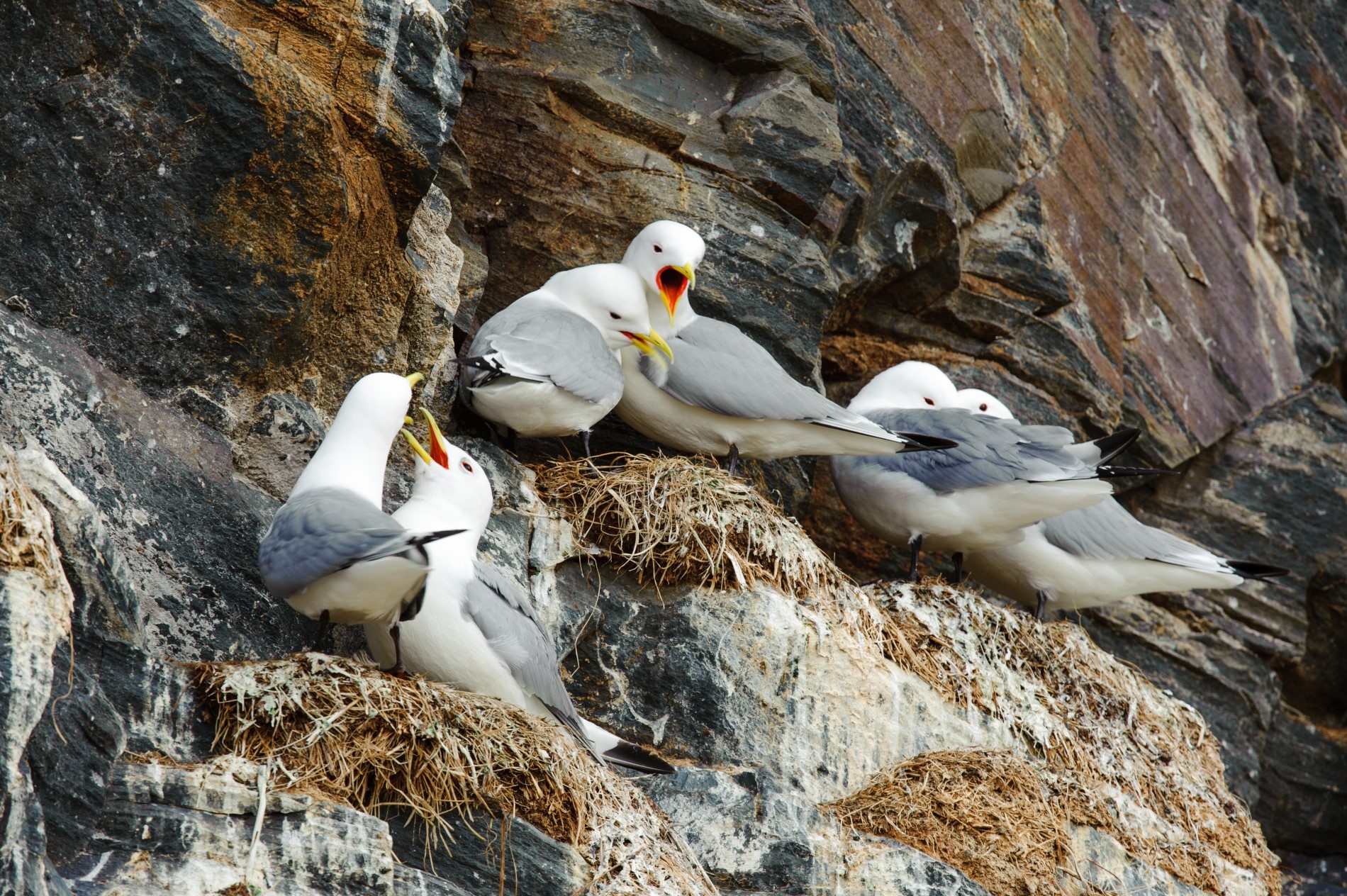 European kittiwakes (photo Lars Soerink - Vildaphoto)