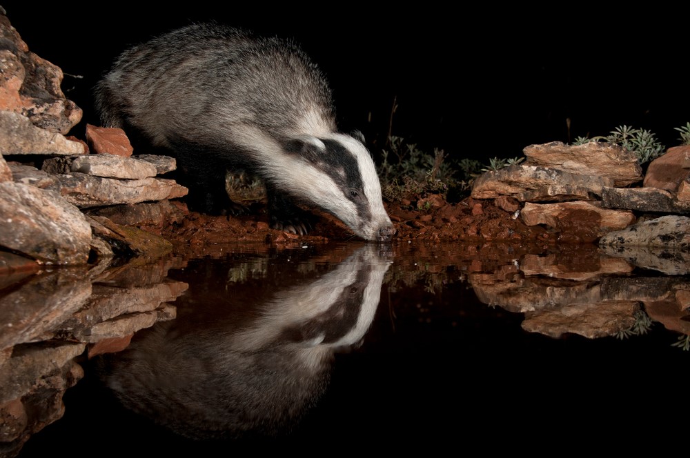 Badger (photo Shutterstock)