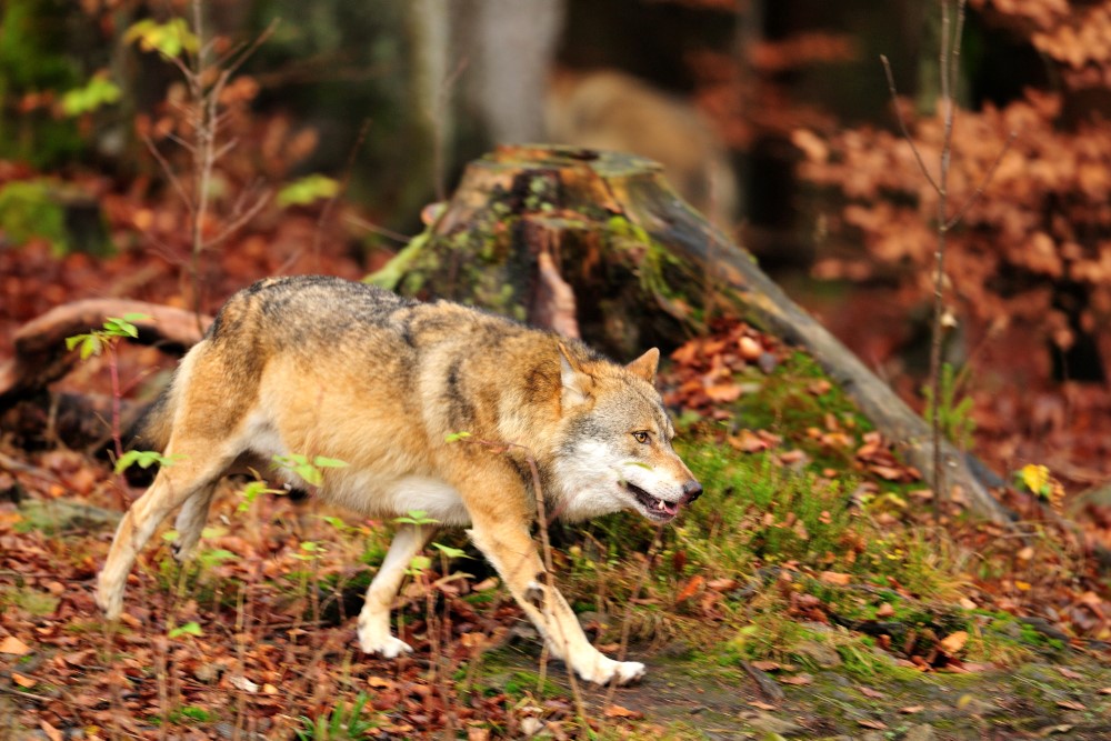 Wolf (foto Vilda)