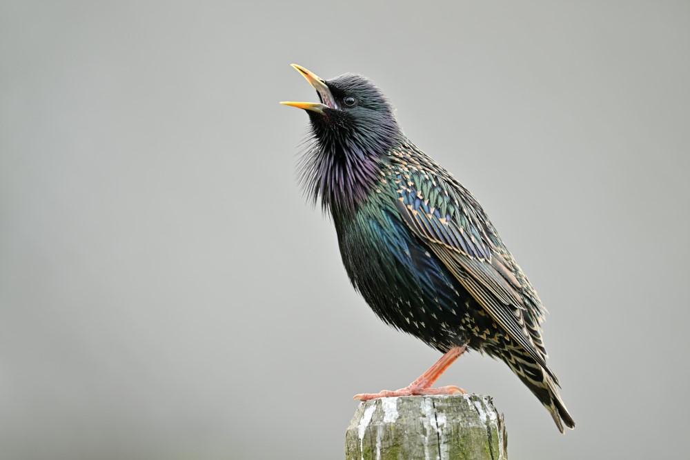 Europese spreeuw: € 250 schadevergoeding © Yves Adams - Vildaphoto