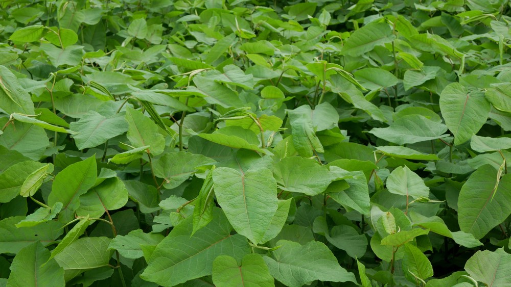 Japanese knotweed (Shutterstock)