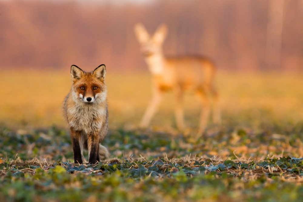 (Shutterstock)