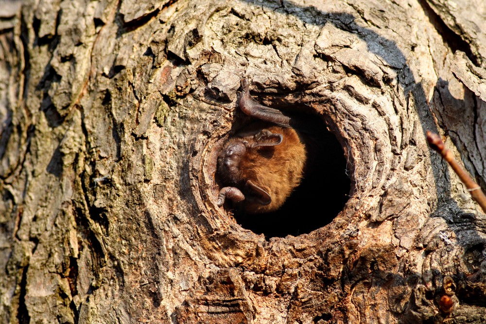 Common noctule (Shutterstock)