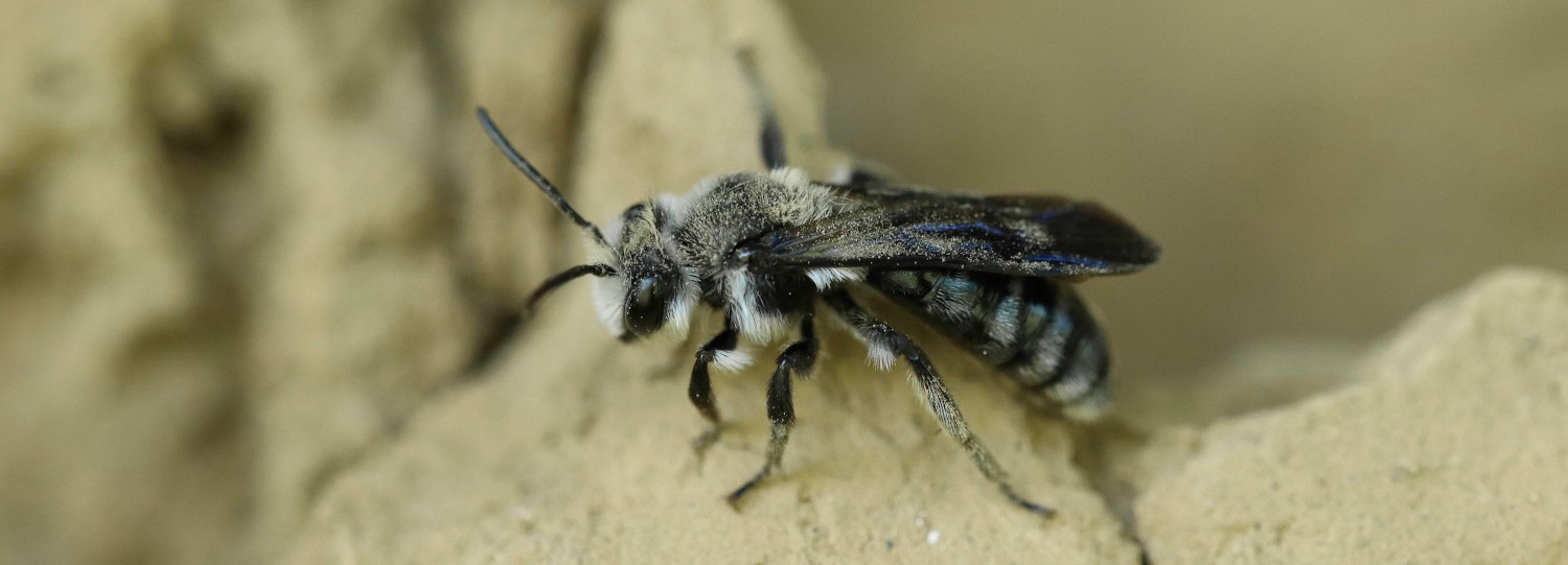 Andrena agilissima, an endangered wild bee species in Flanders (Photo: Kurt Geeraerts)