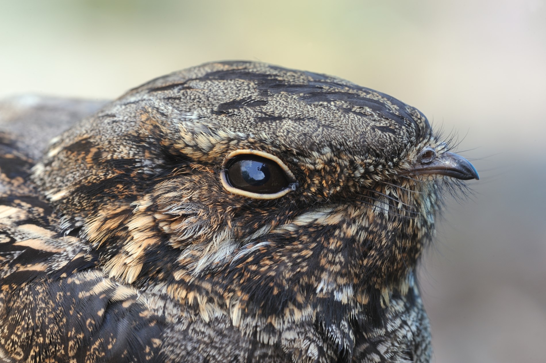 (Rollin Verlinde - Vildaphoto)