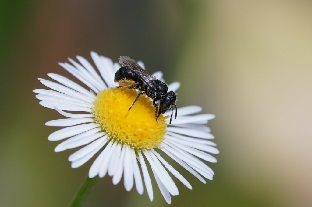 braamtronkenbij (Heriades rubicola)