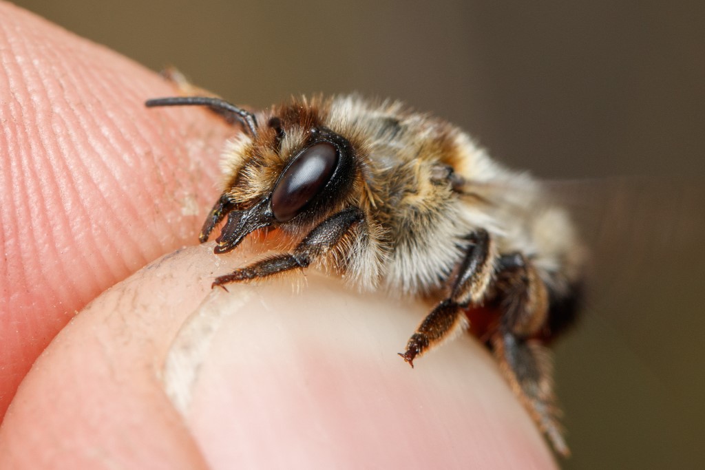 Ericabij (Sean Birk - iNaturalist)