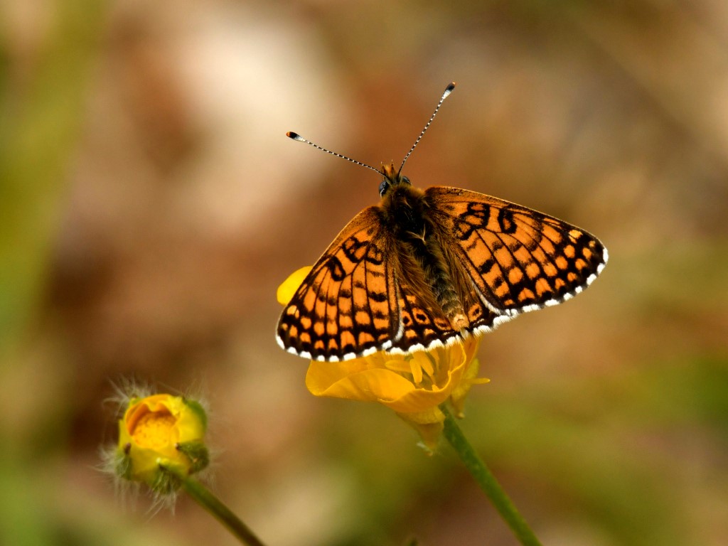 Veldparelmoervlinder