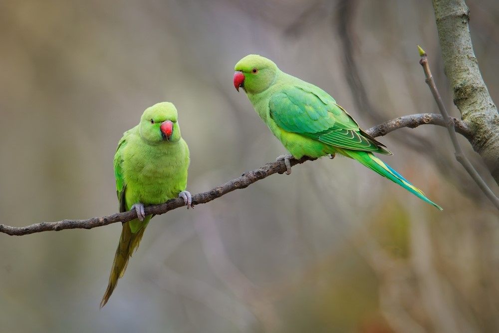 Rose-ringed parakeets (Shutterstock)