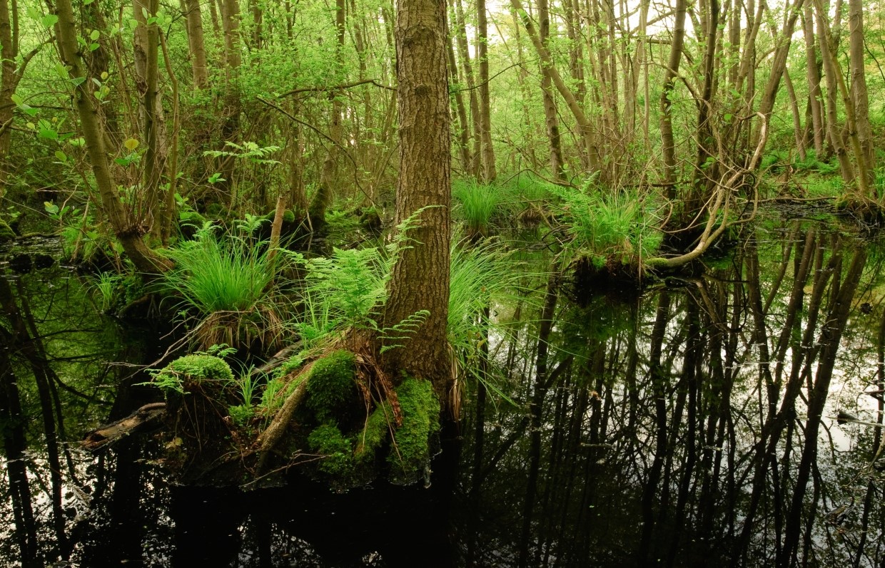 (photo Lars Soerink - Vildaphoto)