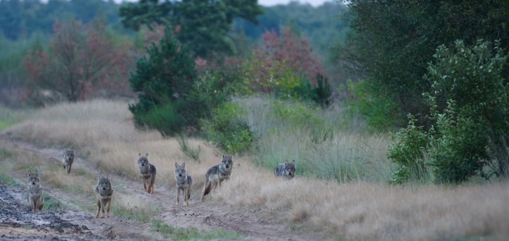 foto van de 7 welpen van 2025 (Ernesto Zvar)