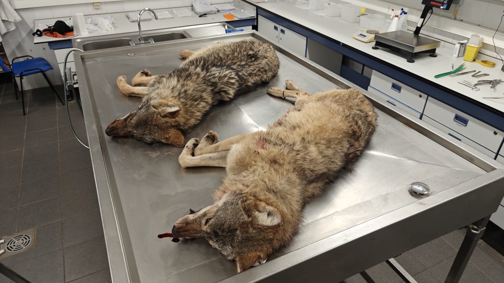 wolven op autopsietafel